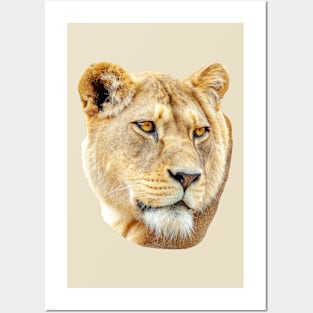 Lioness Posters and Art